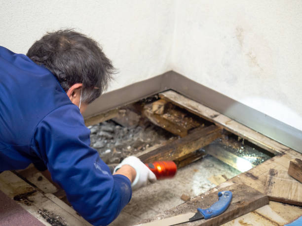 Best Crawl Space Mold Removal  in Stewartville, AL