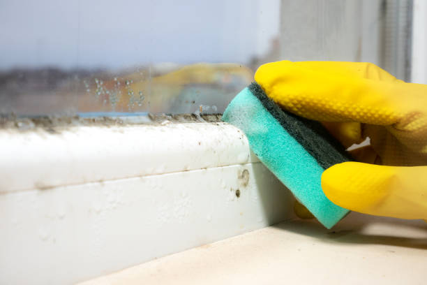 Best Office Mold Removal Services  in Stewartville, AL