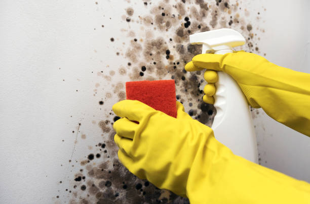Best Emergency Mold Removal  in Stewartville, AL