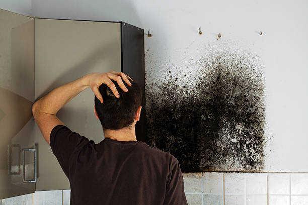 Best Mold Remediation Services  in Stewartville, AL