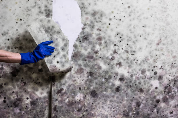 Best Mold Remediation  in Stewartville, AL